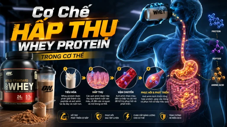Cơ Chế Hấp Thụ Whey Protein Trong Cơ Thể
